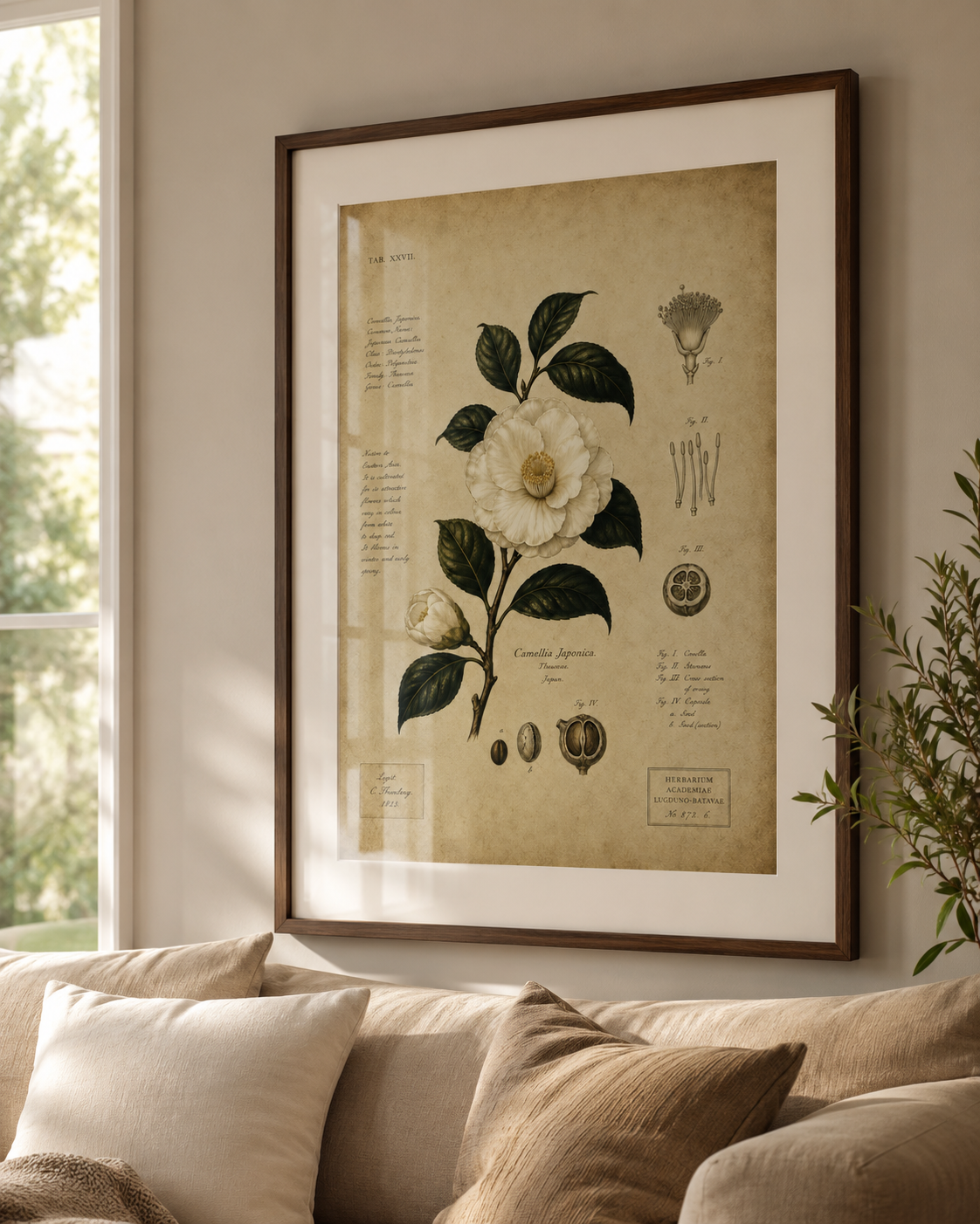 Camellia Japonica Poster